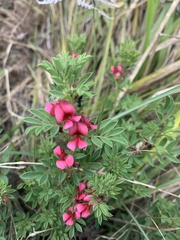 Indigofera heterophylla