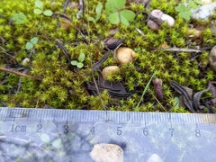 Tortella squarrosa