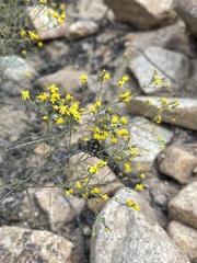 Gutierrezia californica