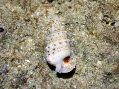 Rhinoclavis sinensis