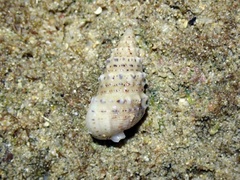 Rhinoclavis sinensis