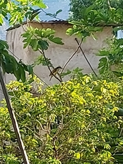 Pitangus sulphuratus