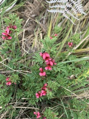 Indigofera heterophylla