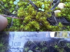 Tortella squarrosa