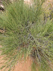 Ephedra viridis