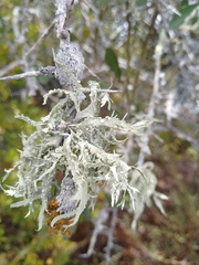 Ramalina celastri