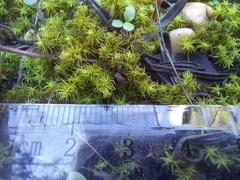 Tortella squarrosa