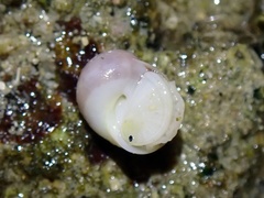 Notocochlis cernica