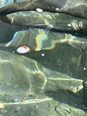 Periplaneta australasiae