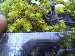 Tortella squarrosa