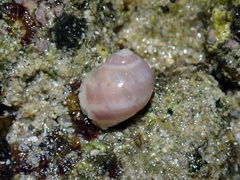 Notocochlis cernica