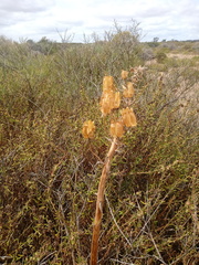 Albuca canadensis