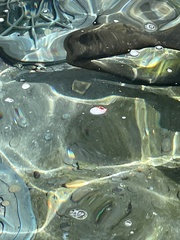 Periplaneta australasiae