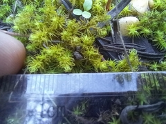 Tortella squarrosa