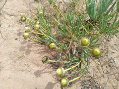 Conicosia pugioniformis