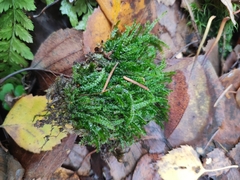 Eurhynchium angustirete