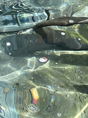 Periplaneta australasiae