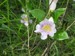 Bignonia callistegioides