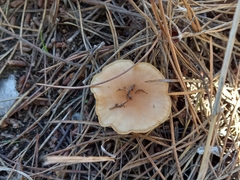Clitocybe fragrans