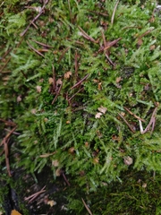 Eurhynchium angustirete