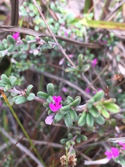 Indigofera sp9