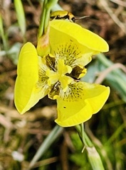 Convolvulus capensis