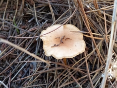 Clitocybe fragrans