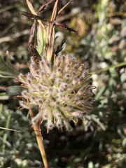 Leucospermum calligerum