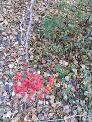 Sorbus sibirica