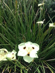 Dietes bicolor