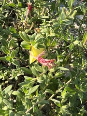 Oenothera drummondii