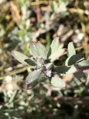 Leucospermum calligerum