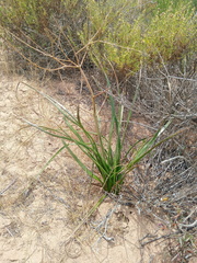 Trachyandra divaricata