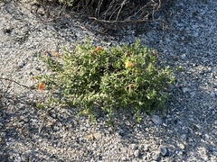 Oenothera drummondii