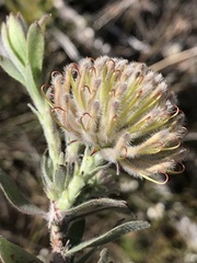 Leucospermum calligerum