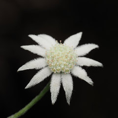 Actinotus minor
