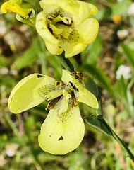 Convolvulus capensis
