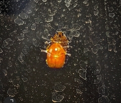 Chrysomelidae