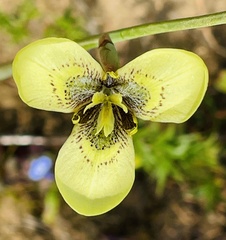 Convolvulus capensis