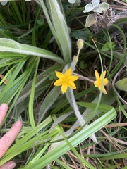 Hypoxis hemerocallidea