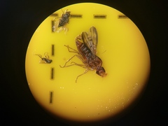 Opomyzidae
