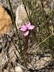 Acmadenia trigona