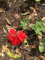 Pelargonium × hybridum