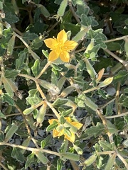 Mentzelia oligosperma