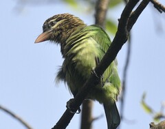 Psilopogon viridis