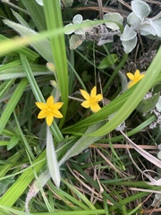 Hypoxis hemerocallidea