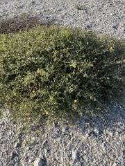 Mentzelia oligosperma