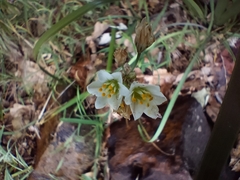 Nothoscordum gracile