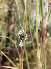 Claviceps pusilla