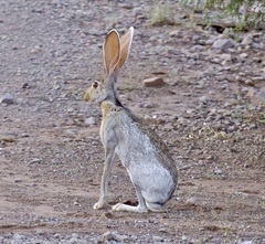 Lepus alleni